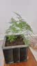 文竹盆栽绿植花卉盆景植物室内客厅水培文松云竹文竹大苗四季常青 小文竹【1颗】原盆原土球发货 高度15-25cm 实拍图