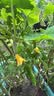 金龙鱼 食用油 【保真菜籽油】非转基因 物理压榨 纯香低芥酸菜籽油5L 实拍图