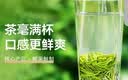 乐品乐茶明前特级毛尖绿茶2026新茶嫩芽春茶茶叶礼盒装250g伴手礼送长辈 实拍图