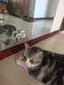 憨憨乐园猫玩具吸盘猫咪转转乐逗猫幼猫小猫逗猫棒自嗨解闷神器玩具 实拍图