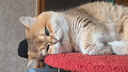 小佩宠物猫碗猫咪斜口碗 双碗15°护颈猫食盆狗碗 不锈钢双食碗 实拍图