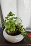 铜钱草水培盆栽室内室外花卉金钱草绿植吸绿植花草植物 铜钱草2盆（不含盆） 实拍图