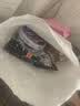 汽车无线抛光机漆面划痕修复抛光打蜡机两挡可调速迷你抛光机 抛光机+5个海绵头+划痕蜡+抛光蜡 实拍图