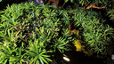 劲捷 KINGJOY洗车高压水枪家用水管软管强力洗地浇水花园林艺庭院子清洗 实拍图