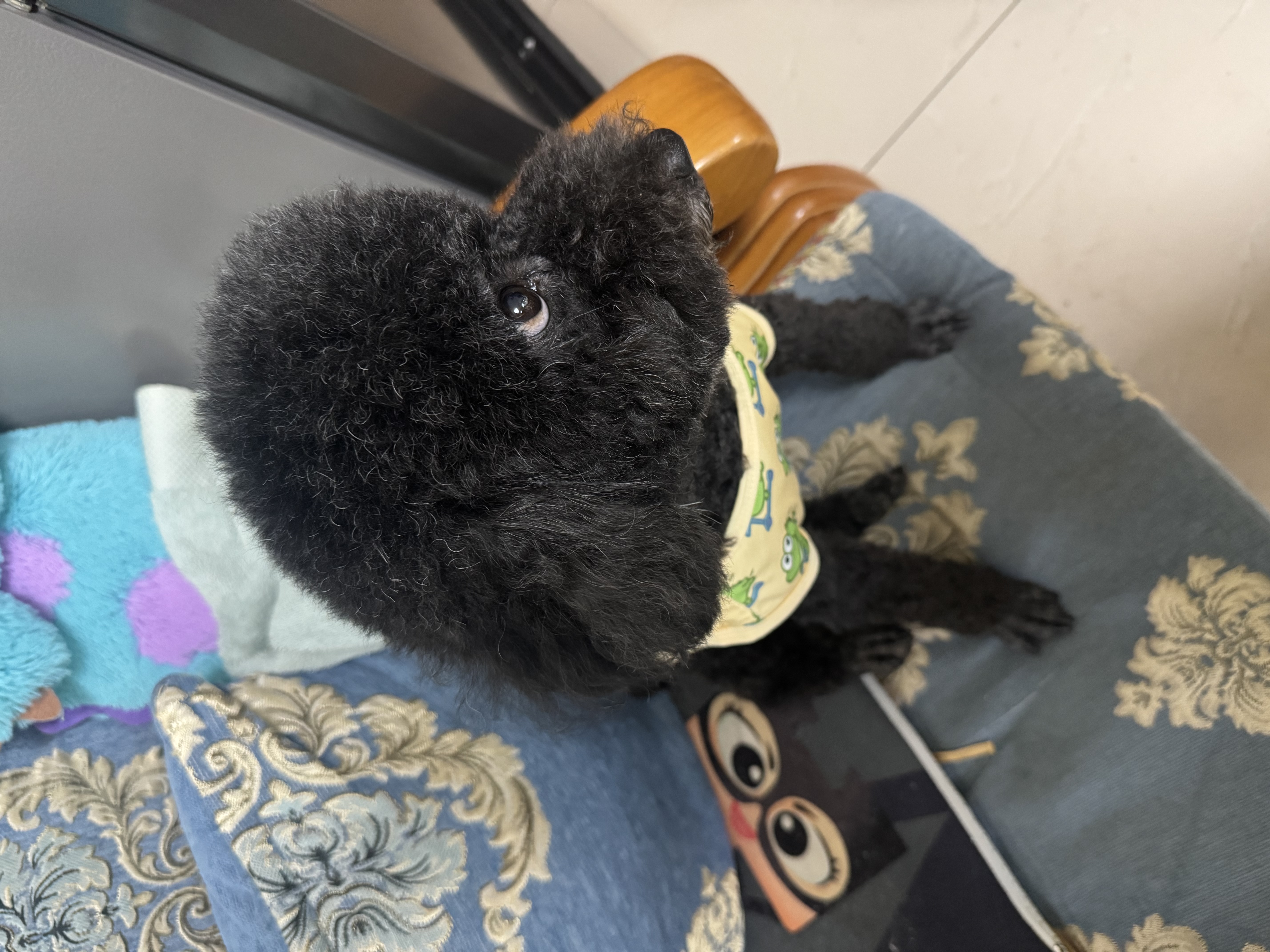 醇粹黑标鸭肉梨狗粮小型犬冻干粮 成犬幼犬柯基泰迪通用型粮1.5kg3斤 实拍图