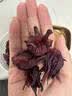 玉滋堂洛神花茶云南特级玫瑰茄干花无硫女神美容养颜女生人茶泡水3罐装 实拍图