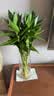 沭之美文昌竹水培富贵竹植物客厅龙竹办公室绿植桌面节节高竹子源头直发 实拍图