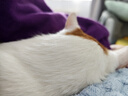 诚实一口P40全价猫粮成猫幼猫室内外80%鲜肉高蛋白益生菌养胃乳鸽味1.5kg 实拍图