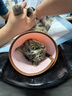 喵先生【带挂碗+垫板】宠物航空箱大号狗猫托运箱猫咪狗狗航空箱运输箱 一号 建议12斤以内 实拍图