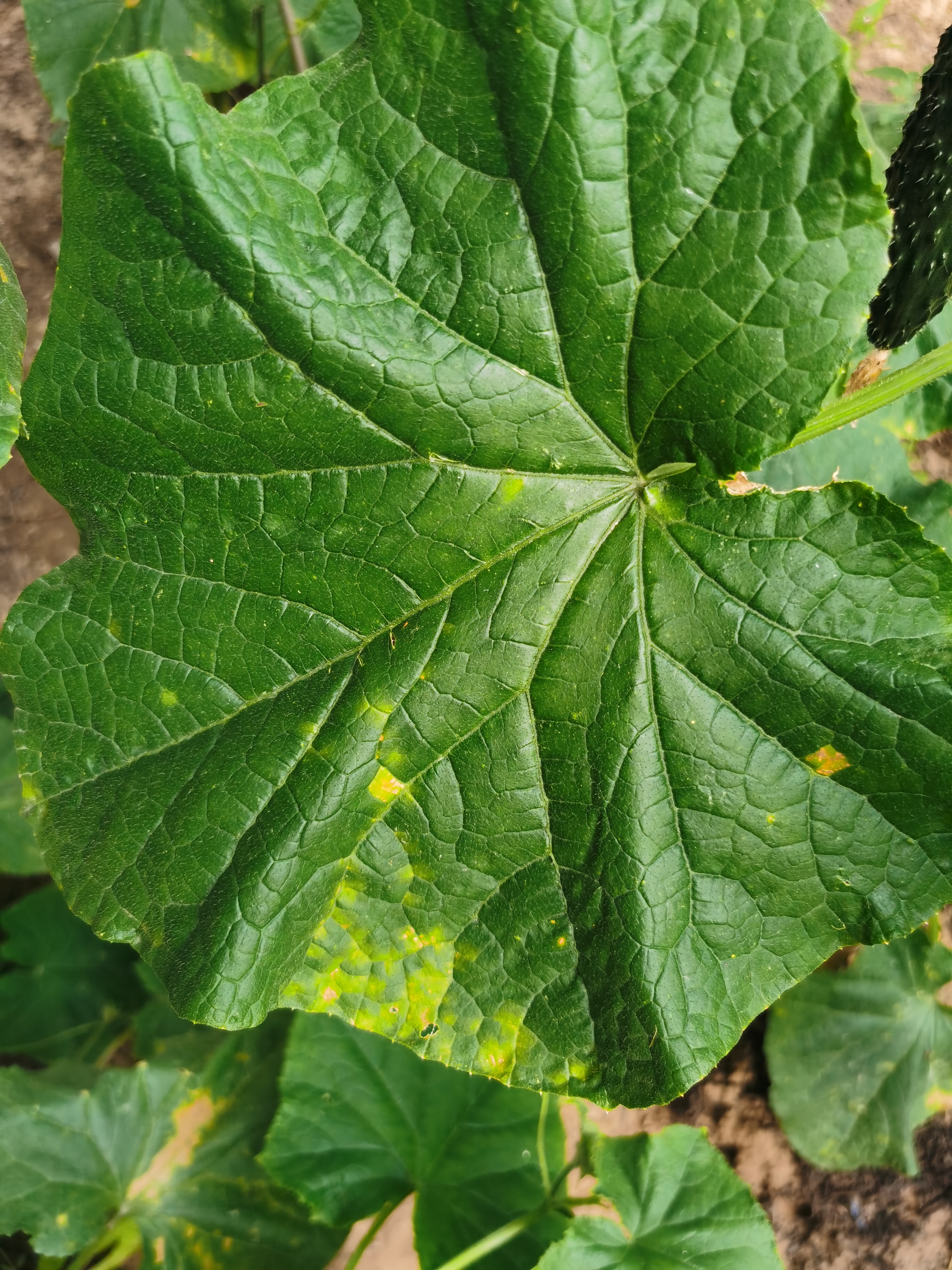 美的（Midea）插电式灭蚊灯家商两用灭蚊器驱蚊器防蝇蚊神器灭蚊基孔肯雅热 实拍图