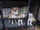 腆宠狗笼狗窝狗笼子大型犬中小型犬带厕所猫笼家用室内宠物笼子狗围栏 实拍图