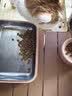 皇家猫粮 成猫猫粮 营养均衡 F32 通用粮 1-7岁 4.5KG 实拍图
