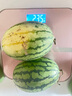 现摘现发2k西瓜当季手剥薄皮小糖丸西瓜新鲜水果冰糖子小西瓜 5-6斤（2-3个） 实拍图