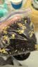 如意大师茶叶茉莉花茶花飘雪特级2026新茶茉莉送长辈礼盒装250g七夕送礼 实拍图