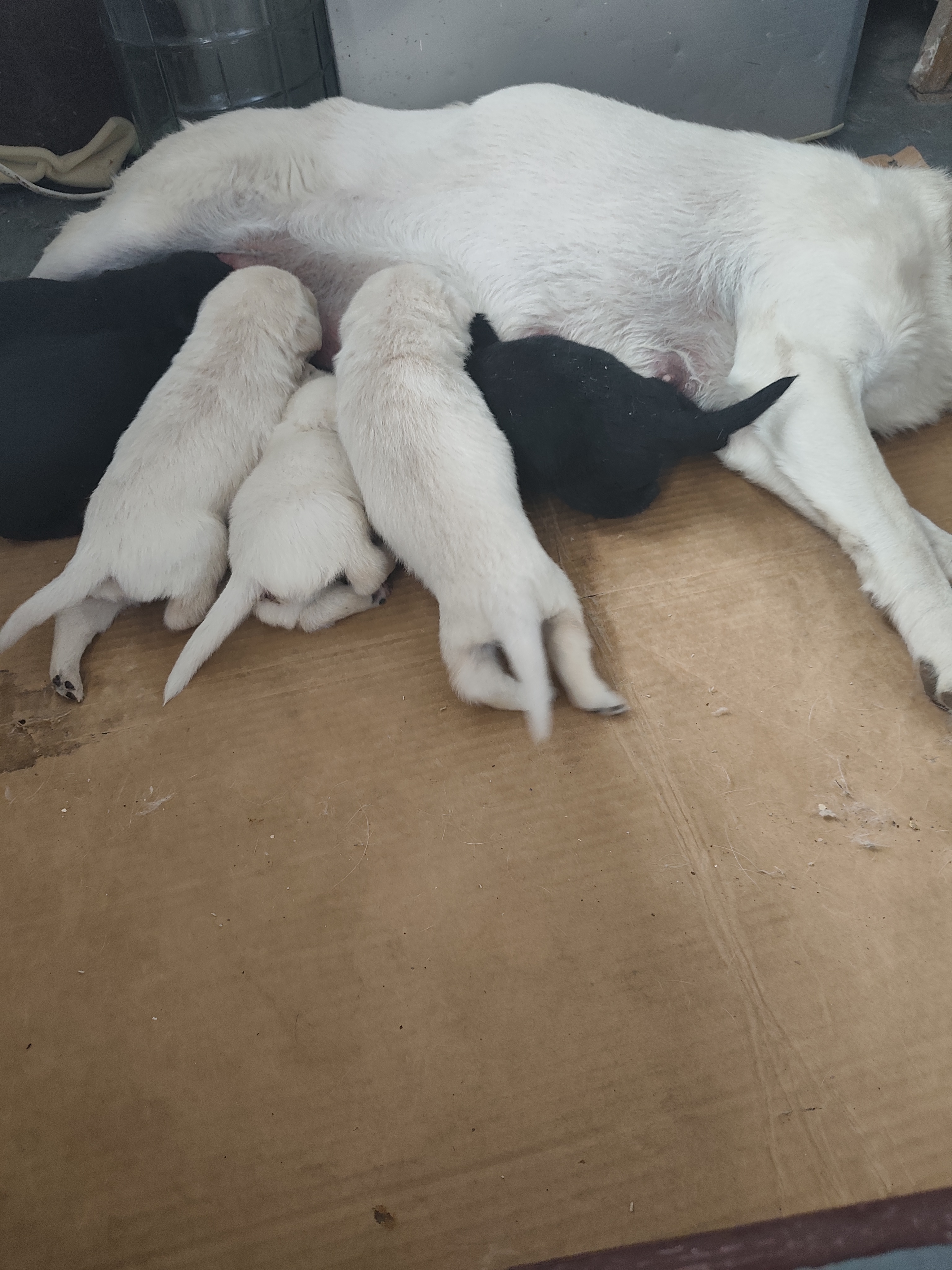 宝路狗粮 成犬全价粮 中小型犬泰迪茶杯犬柯基 牛肉味 500g 实拍图