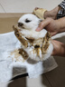 喜帅兔子提摩西草 精选烘干北提提草龙猫兔粮荷兰猪主粮磨牙零食500g 实拍图
