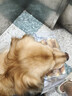 普安特宠物狗狗驱虫药体外驱虫犬驱寄生虫跳蚤非泼罗尼爱滴克0.67ml*3支 实拍图