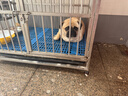 台派狗粮冻干四拼泰迪比熊金毛成犬幼犬全价通用型牛肉狗干粮5kg 实拍图