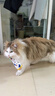 憨憨乐园猫玩具猫咪不倒翁羽毛铃铛逗猫棒球自嗨解闷神器猫猫小猫幼猫宠物 实拍图