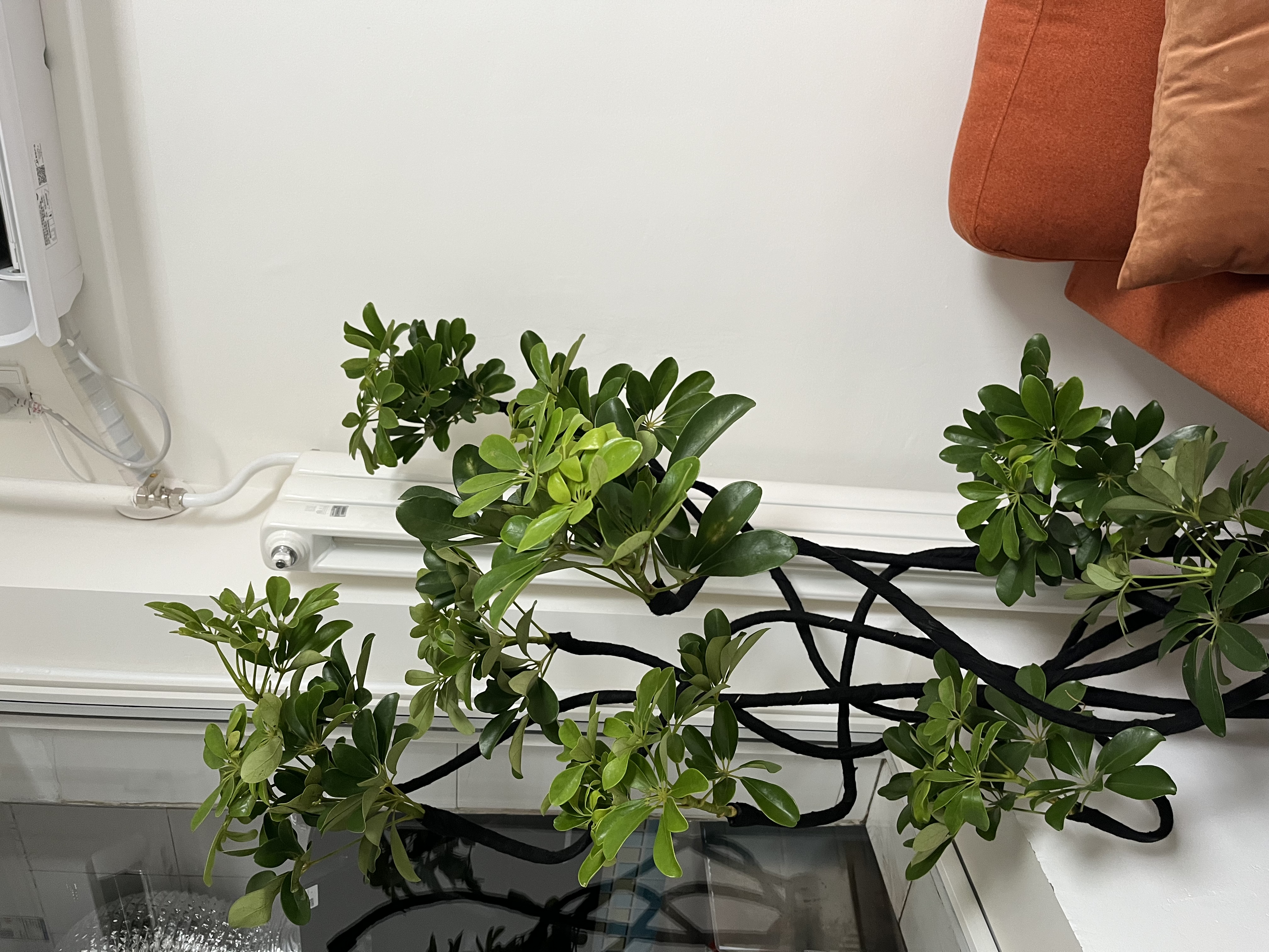 叹为观止大型植物发财树各种大颗盆栽开业乔迁客厅办公室内好养大型花卉 造型鸭脚木【1.4-1.6米】 含盆 实拍图