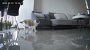 pidan混合豆腐猫砂 豆腐膨润土皮蛋猫砂除臭猫砂结团快 经典款2.4kg*4 实拍图