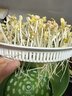 京严【当天送达】家用豆芽机全自动洒水三层大容量增压发豆芽多功能智能绿豆黄豆芽苗发芽机泡豆生芽 自动洒水 三层大容量+遮光罩 实拍图