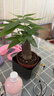 【热销款】发财树盆栽室内植物客厅办公室吸甲醛好养绿植 单杆发财树+塑料四方舍得盆+小方底座 花盆直径约8cm 实拍图