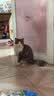 雷米高（RAMICAL）澳丽得 猫粮蓝猫英短主粮幼猫成猫海洋鱼味全价猫粮试吃500g 1斤 实拍图
