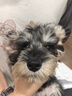 皇家狗粮 雪纳瑞幼犬狗粮 犬粮 宠物小型犬 SNJ30全价犬粮2-10月1.5KG 实拍图