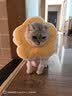 华元宠具（hoopet）狗狗伊丽莎白圈项圈小型犬宠物猫咪颈圈脖圈头套猫伊利沙白圈头罩 实拍图