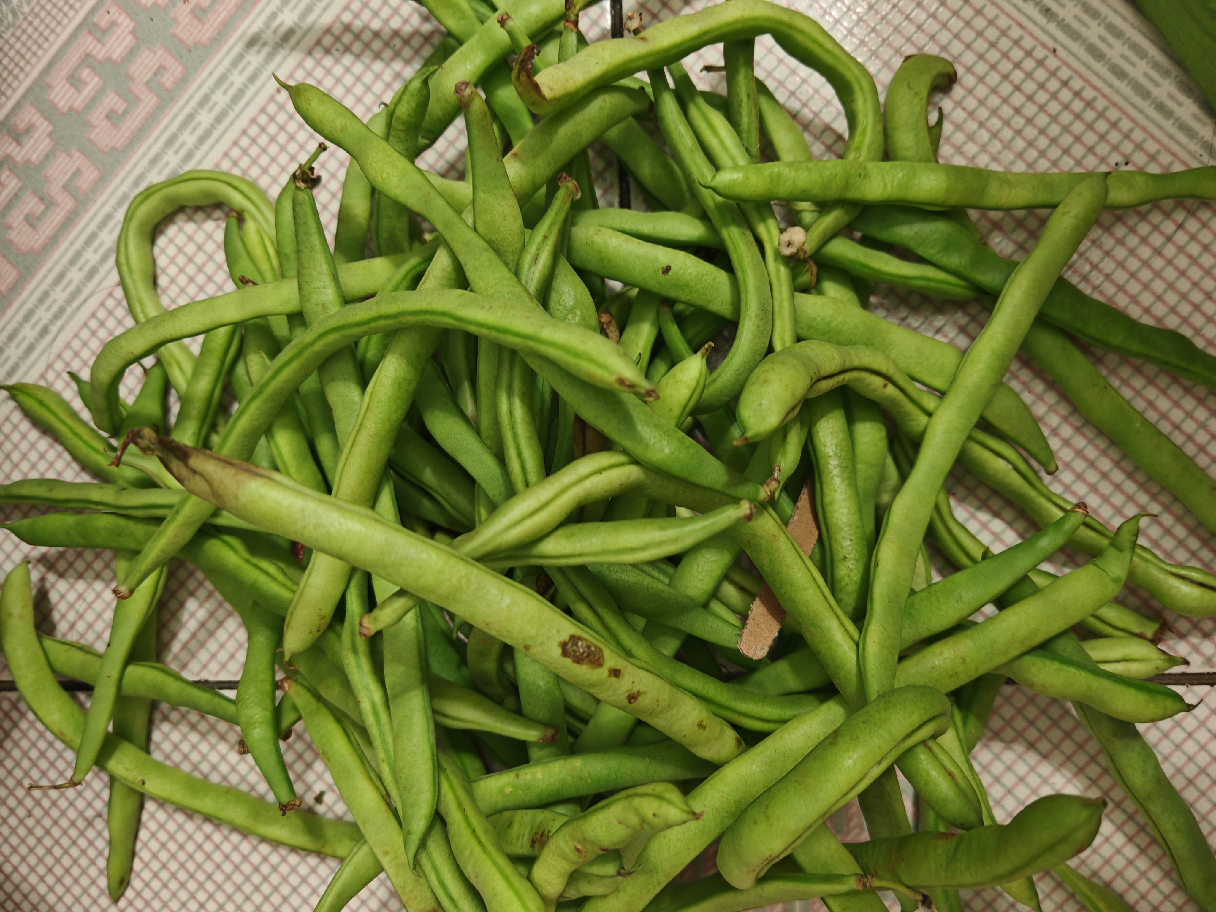 农家四季豆新鲜现摘云南长扁豆角农家应当季蔬菜芸豆现摘菜豆 新鲜四季豆2斤带箱 实拍图