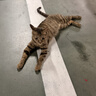 皇家猫粮 幼猫奶糕 幼猫猫粮 BK34 通用粮 1-4月 10KG 实拍图