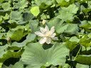 诺特兰德电解质粉电解质冲剂 多种维生素矿物质【10袋/盒】日光柠檬风味 实拍图