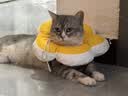 华元宠具（hoopet）猫包外出便携猫咪携带猫笼手提式车载包大容量高颜值双肩宠物背包 实拍图