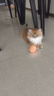 憨憨乐园 猫玩具剑麻球自嗨逗猫幼猫猫咪玩具宠物西海磨爪玩具6.5cm 实拍图