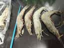 GUO LIAN国联 黑虎虾超大规格斑节虾无冰净重2斤 16-20只高虾青素送礼海鲜 实拍图