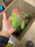 庾丰 芒果当季新鲜水果孕妇热带青皮凯特 非金煌芒 大青芒现摘 需催熟 5斤（净果4.5斤） 单果300g+ 甄选品质 源头鲜采 实拍图