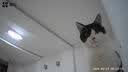 汪野君猫砂盆大号半封闭猫厕带铲+EVA双层控砂猫砂垫大号45*60CM 实拍图