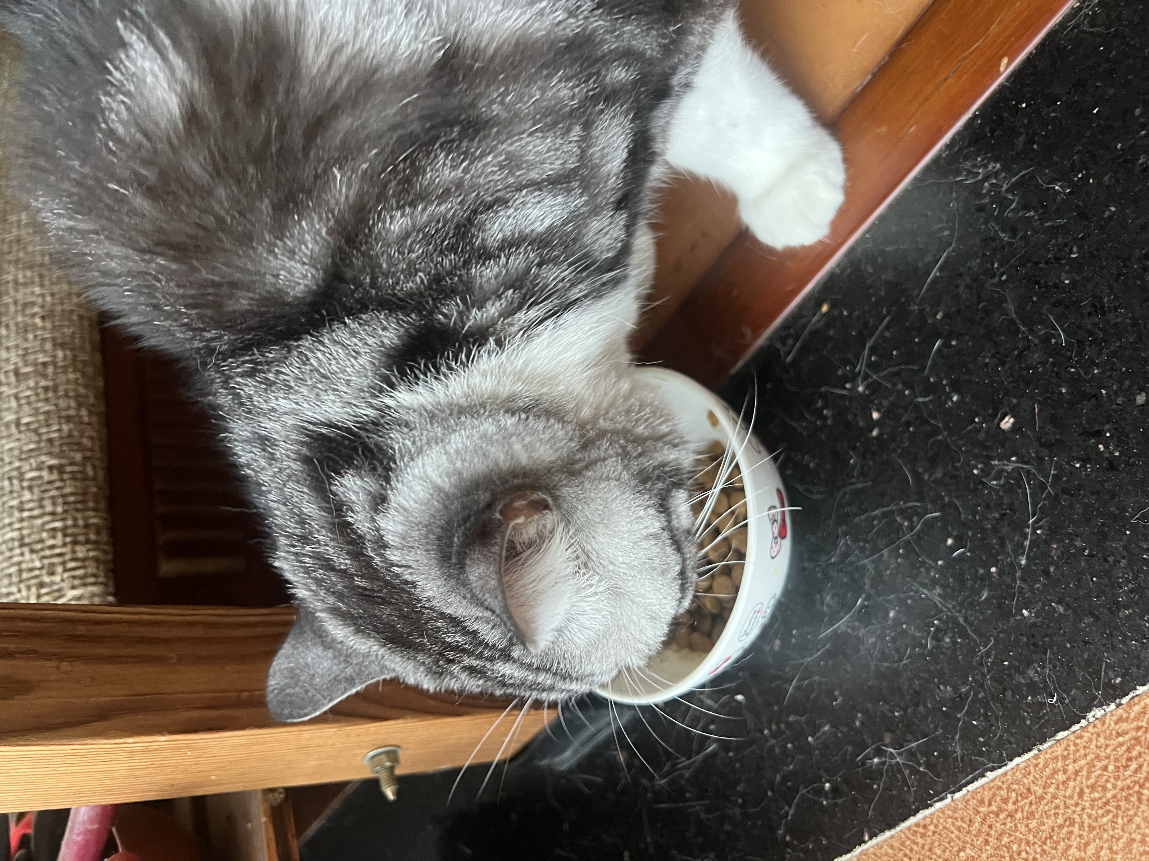 冠能猫粮室内成猫猫粮10kg 全价猫粮 添加膳食纤维 控制毛球 实拍图