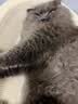 网易严选全价鲜鸡肉猫粮J40 生骨肉无谷主食冻干 成幼猫草本植萃1.5kg 实拍图