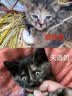 好主人猫粮 成猫猫粮 全价成猫天然粮通用鸡肉味 2.5kg/5斤 实拍图