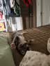 普安特宠物狗狗猫咪猫多维复合维生素片狗狗皮肤病猫藓掉毛金维葆 实拍图