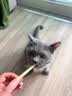 多美洁Fresh Breath猫白乐白洁齿冻干棒12g磨牙清洁口腔零食 实拍图