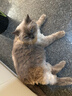 卫仕（NOURSE）猫多维魔方冻干猫咪日常所需复合维生素营养乳铁蛋白高免营养片 基础款猫多维240片*2瓶 实拍图