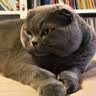 诚实一口P40全价猫粮成猫幼猫室内外80%鲜肉高蛋白益生菌养胃乳鸽味1.5kg 实拍图