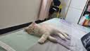 普安特宠物猫咪洗耳液耳螨狗狗滴耳液猫耳朵清洁耳垢臭痒漂护理液尔加分 实拍图
