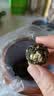印象堂新茶 茉莉龙珠特浓香型冷泡茉莉花茶罐装川派窨制茶叶100g罐装 实拍图