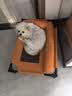 麦富迪狗粮 藻趣儿狗粮幼犬粮牛肉螺旋藻 呵护肠胃2.5kg 实拍图