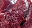 肉鲜厨师澳洲和牛M9原切牛排 净重2斤 进口谷饲450天羽下肉 实拍图