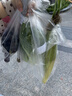 花王品牌进口妙而舒纸尿裤XL44片(12-17kg)加大号尿不湿宝宝安心畅玩 实拍图